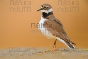 Foto di Corriere piccolo (Charadrius dubius)