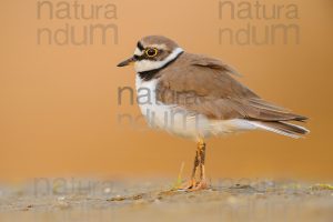 Foto di Corriere piccolo (Charadrius dubius)