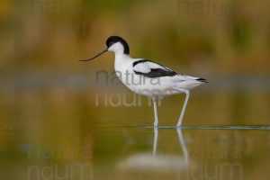 Foto di Avocetta (Recurvirostra avosetta)