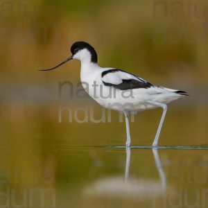Foto di Avocetta (Recurvirostra avosetta)