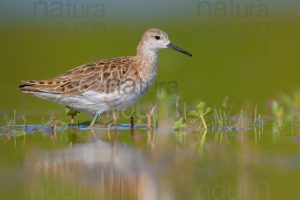 Foto di Combattente (Calidris pugnax)