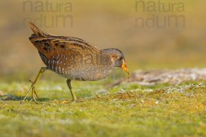 Photos of Spotted Crake (Porzana porzana)