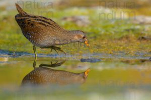 Photos of Spotted Crake (Porzana porzana)