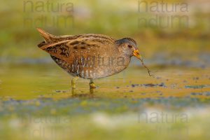 Photos of Spotted Crake (Porzana porzana)