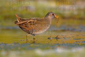 Photos of Spotted Crake (Porzana porzana)