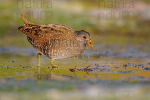 Photos of Spotted Crake (Porzana porzana)