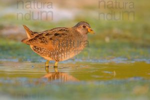 Photos of Spotted Crake (Porzana porzana)