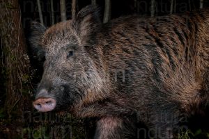 Photos of Wild boar (Sus scrofa)