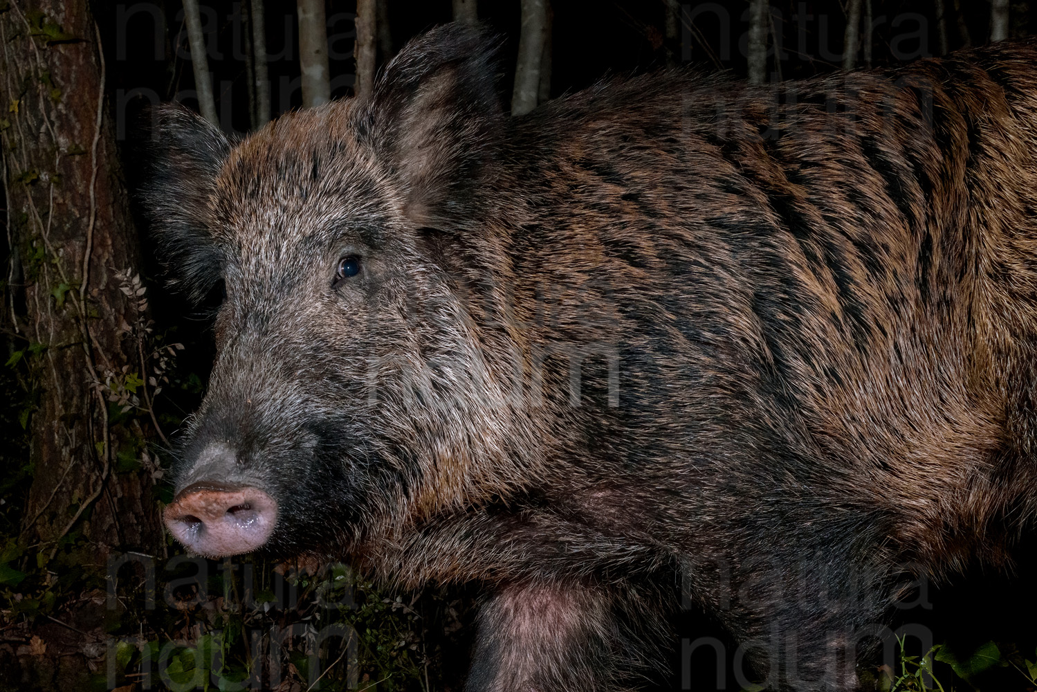 Foto di Cinghiale (Sus scrofa)