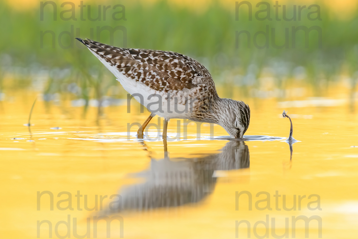 Foto di Piro piro boschereccio (Tringa glareola)