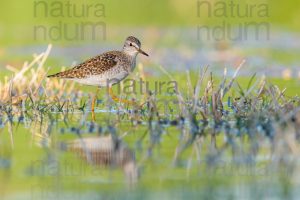 Photos of Wood Sandpiper (Tringa glareola)