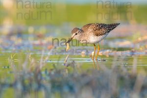 Photos of Wood Sandpiper (Tringa glareola)