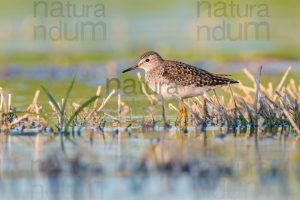 Photos of Wood Sandpiper (Tringa glareola)