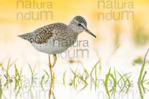 Photos of Wood Sandpiper (Tringa glareola)