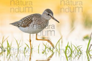 Photos of Wood Sandpiper (Tringa glareola)