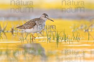 Photos of Wood Sandpiper (Tringa glareola)