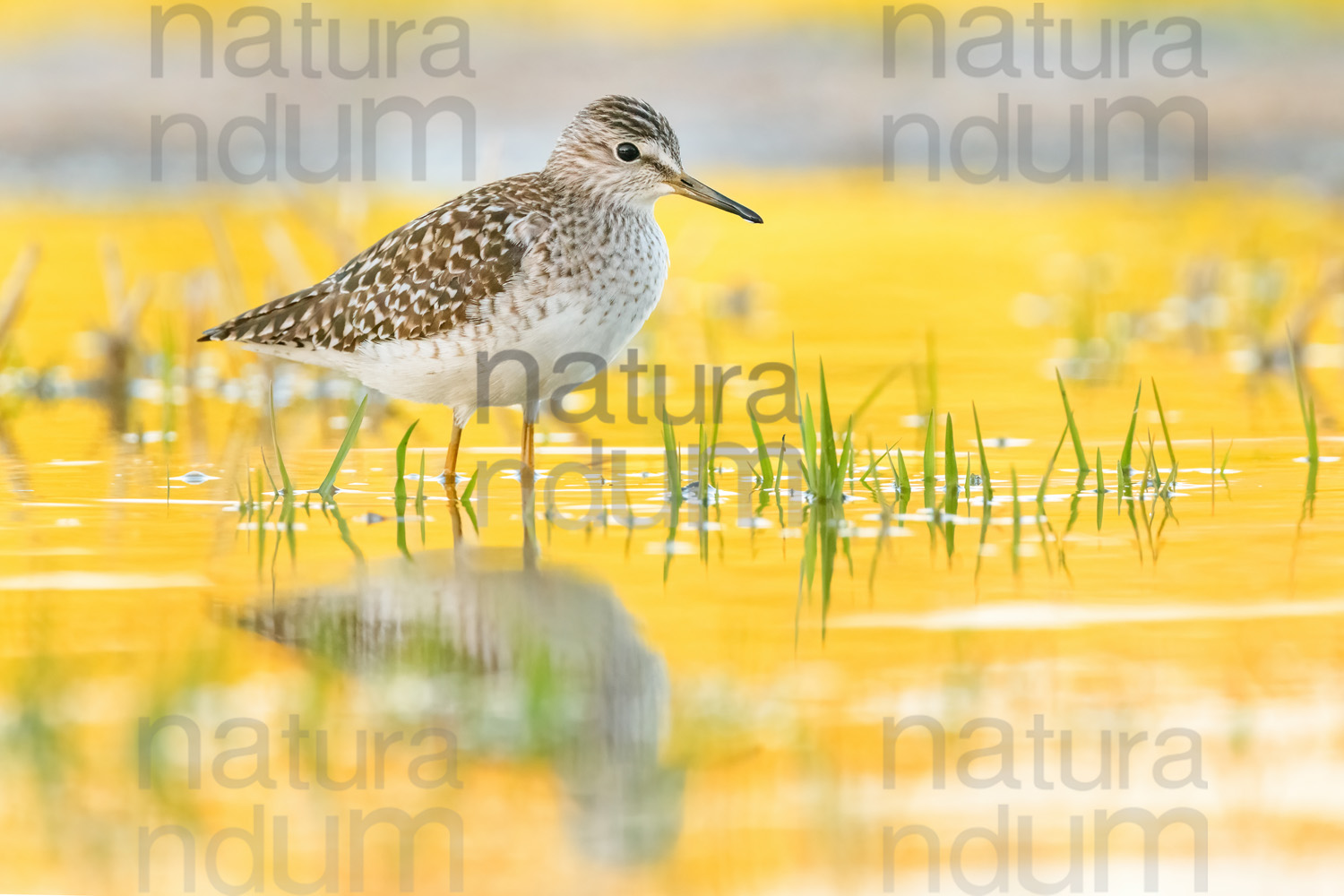 Photos of Wood Sandpiper (Tringa glareola)