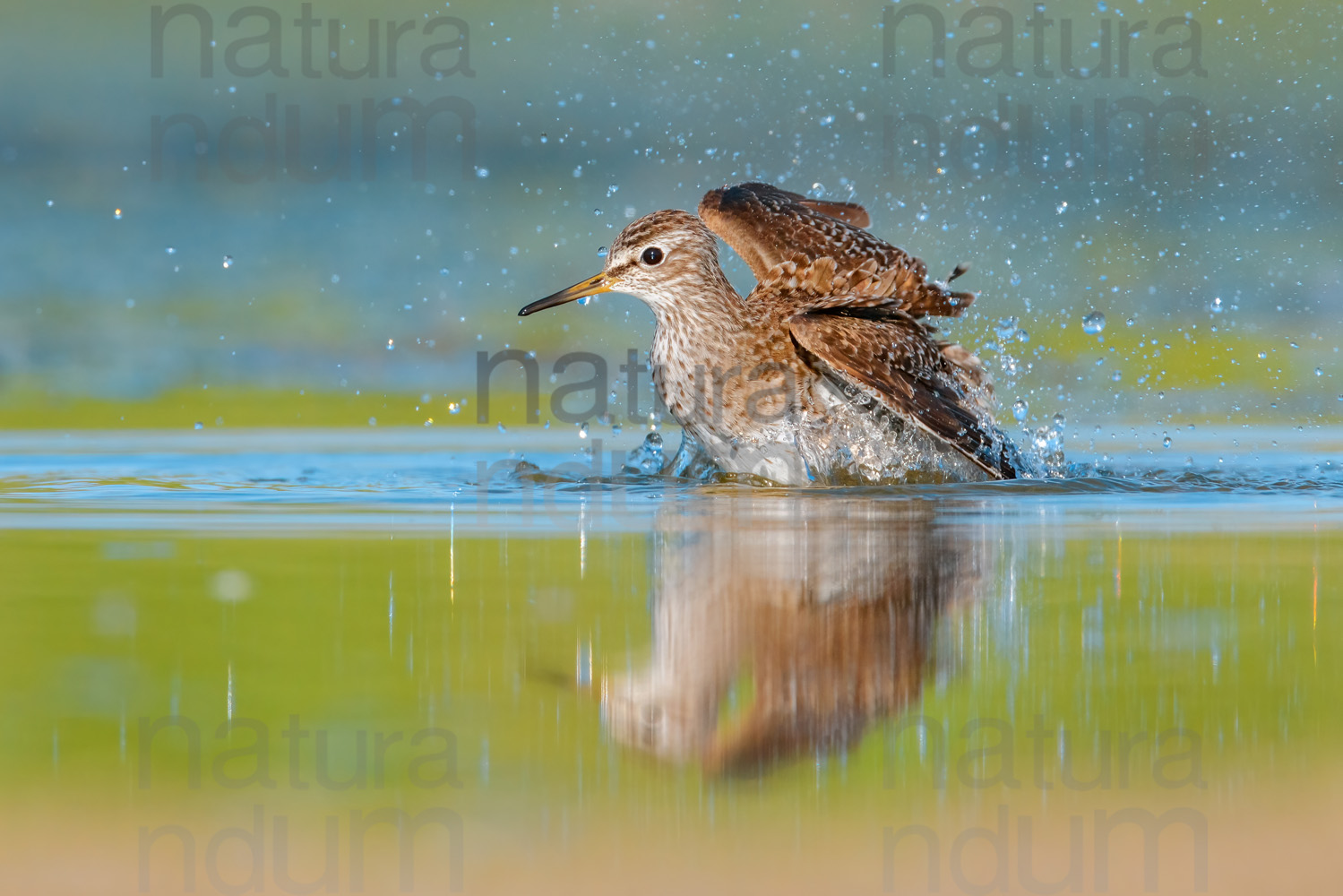 Foto di Piro piro boschereccio (Tringa glareola)