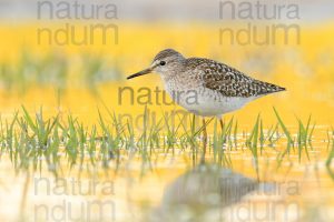 Photos of Wood Sandpiper (Tringa glareola)