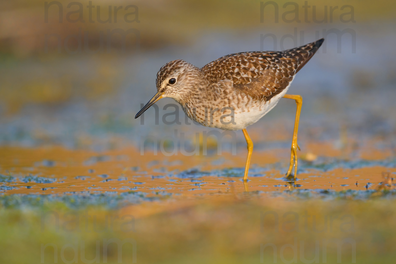 Foto di Piro piro boschereccio (Tringa glareola)