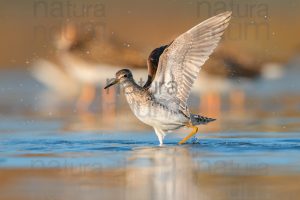 Photos of Wood Sandpiper (Tringa glareola)