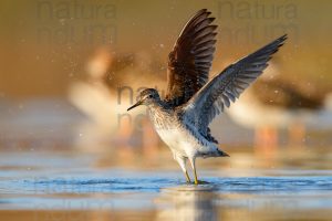 Photos of Wood Sandpiper (Tringa glareola)