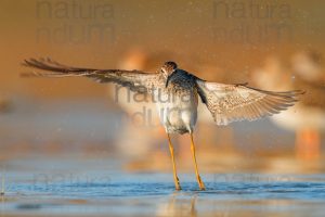 Photos of Wood Sandpiper (Tringa glareola)