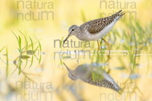 Photos of Wood Sandpiper (Tringa glareola)