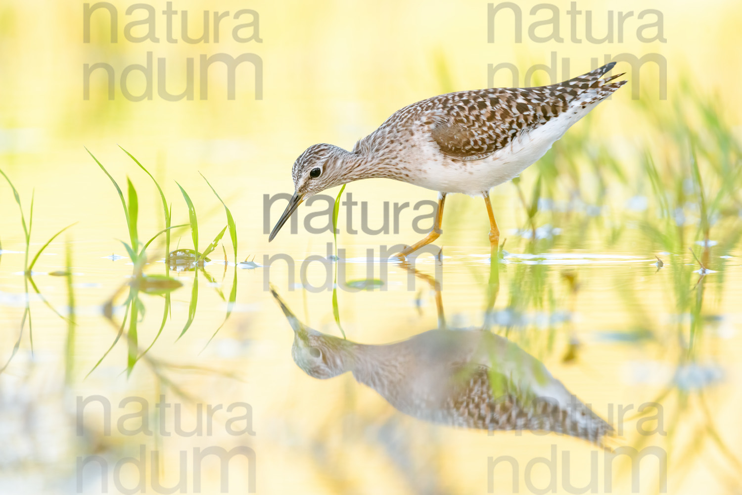 Photos of Wood Sandpiper (Tringa glareola)