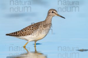 Photos of Wood Sandpiper (Tringa glareola)