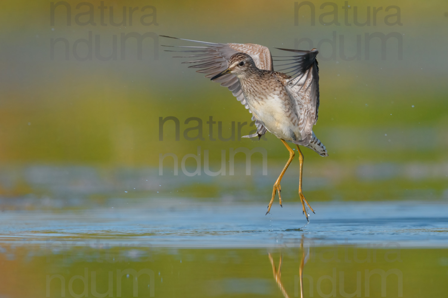 Foto di Piro piro boschereccio (Tringa glareola)