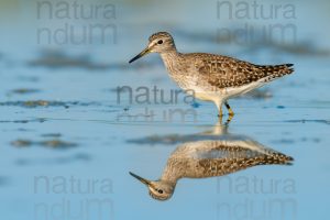 Photos of Wood Sandpiper (Tringa glareola)