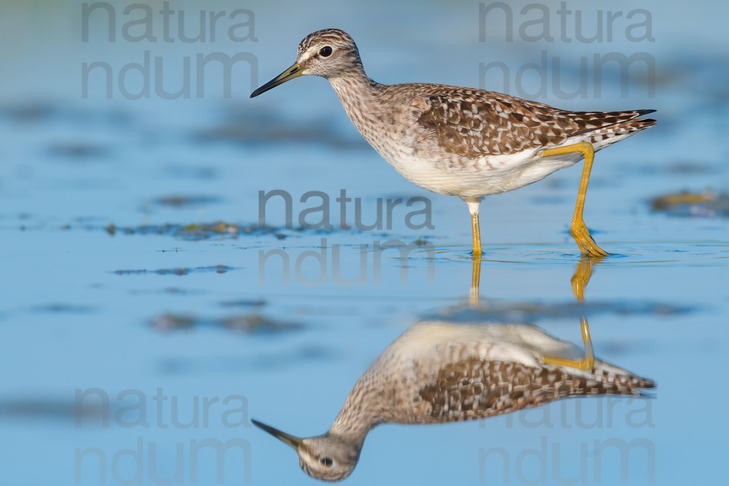 Photos of Wood Sandpiper (Tringa glareola)