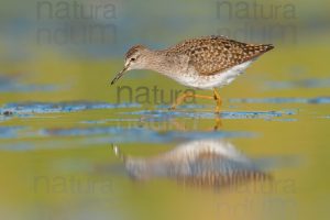 Photos of Wood Sandpiper (Tringa glareola)