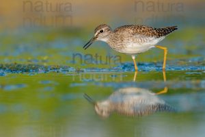 Photos of Wood Sandpiper (Tringa glareola)