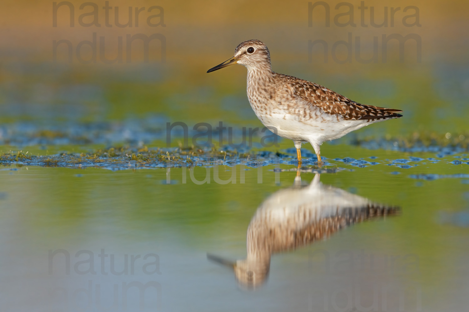 Foto di Piro piro boschereccio (Tringa glareola)