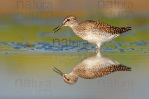 Photos of Wood Sandpiper (Tringa glareola)