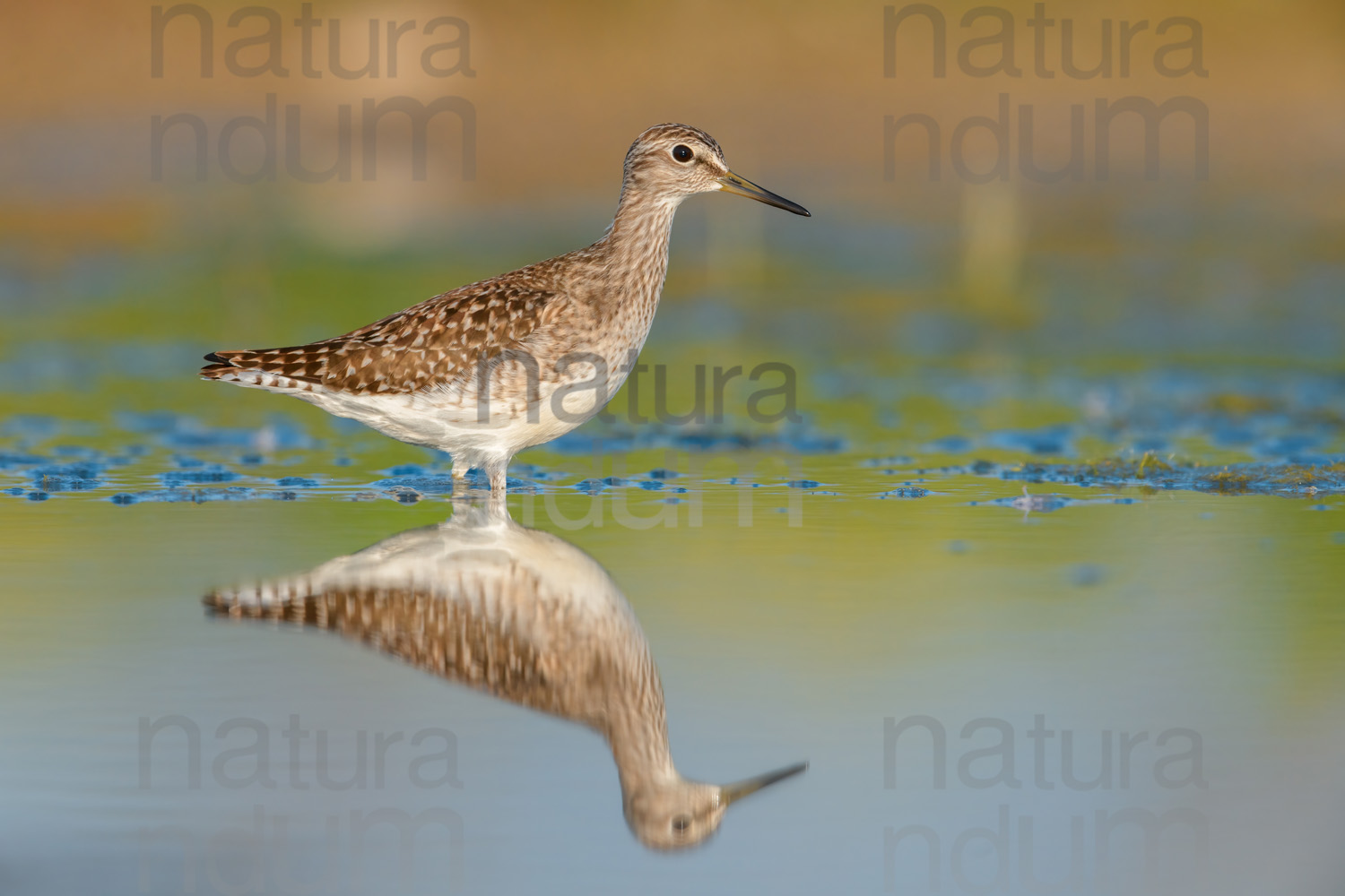 Photos of Wood Sandpiper (Tringa glareola)