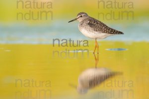 Photos of Wood Sandpiper (Tringa glareola)