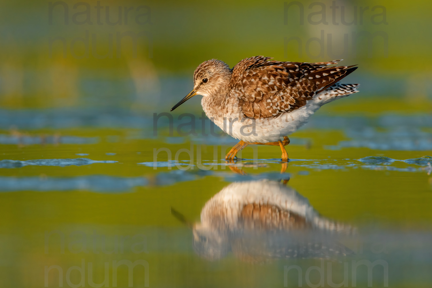 Photos of Wood Sandpiper (Tringa glareola)