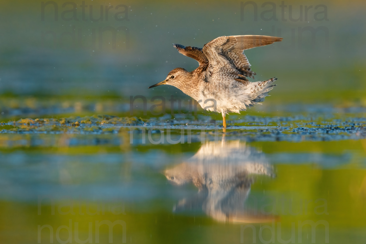 Foto di Piro piro boschereccio (Tringa glareola)