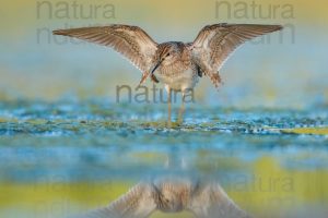 Photos of Wood Sandpiper (Tringa glareola)