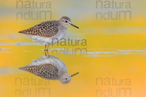 Photos of Wood Sandpiper (Tringa glareola)