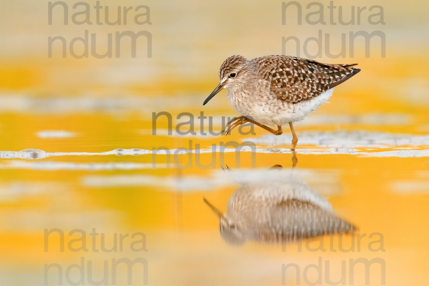 Photos of Wood Sandpiper (Tringa glareola)