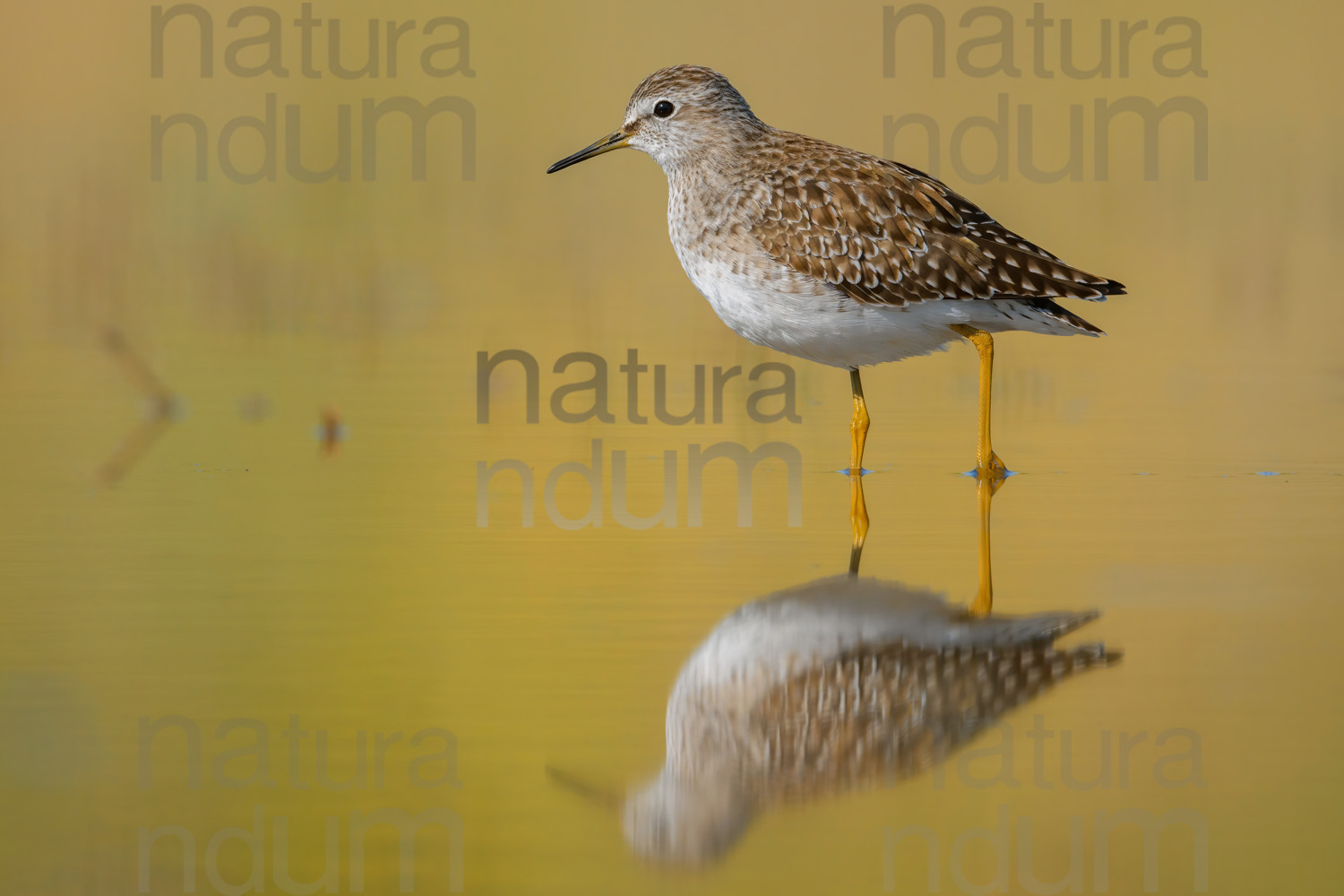 Photos of Wood Sandpiper (Tringa glareola)