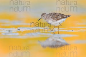 Photos of Wood Sandpiper (Tringa glareola)