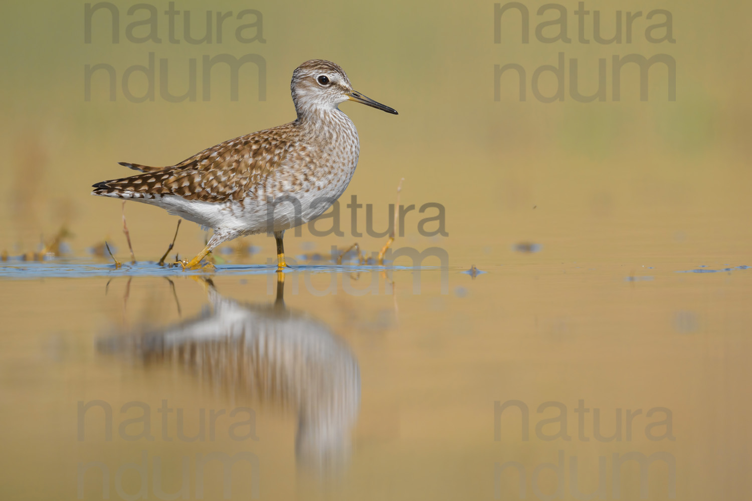 Foto di Piro piro boschereccio (Tringa glareola)