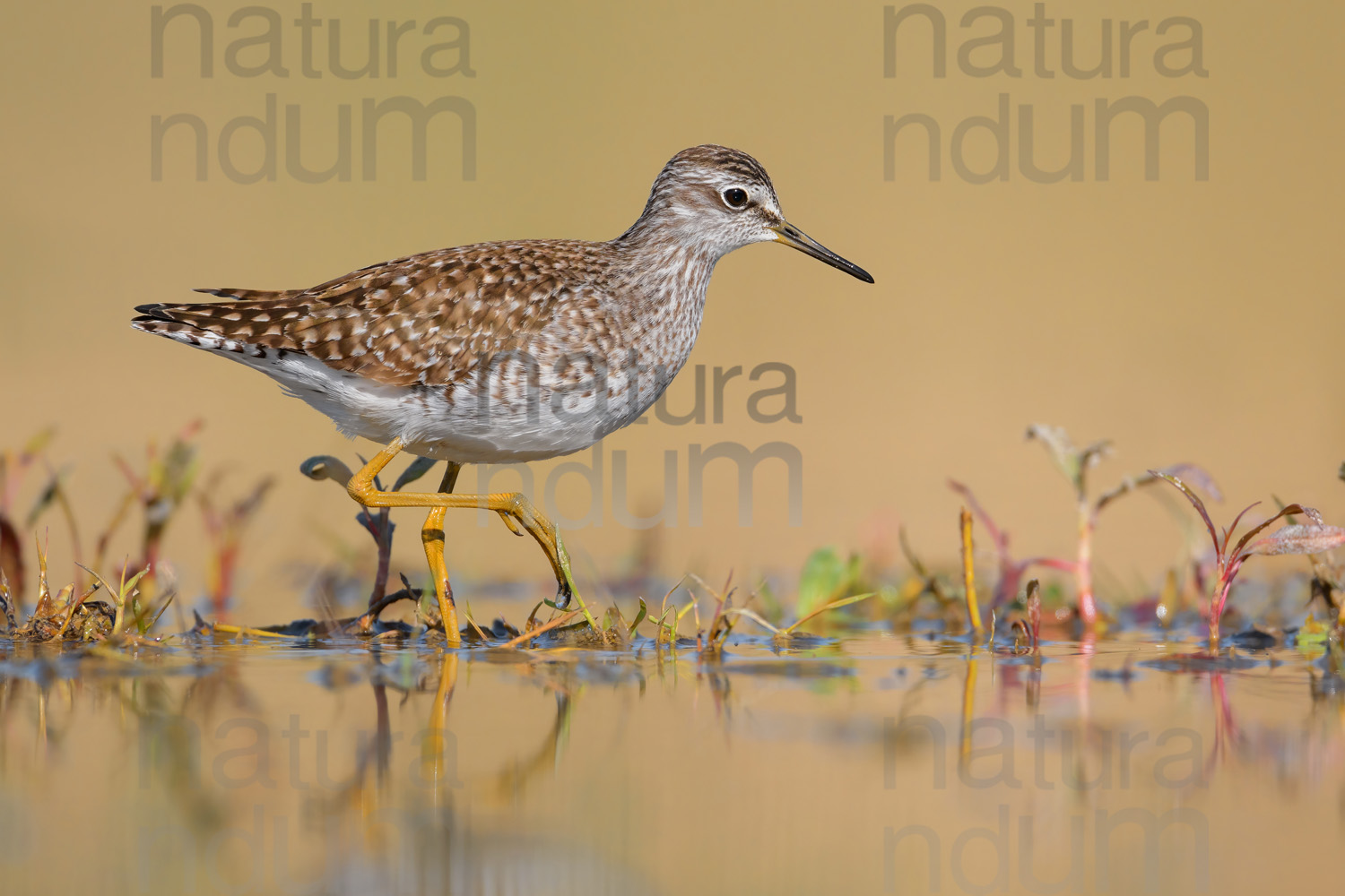 Photos of Wood Sandpiper (Tringa glareola)