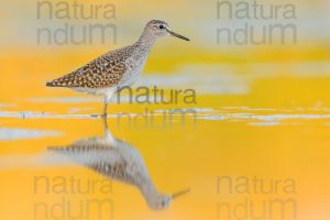 Photos of Wood Sandpiper (Tringa glareola)