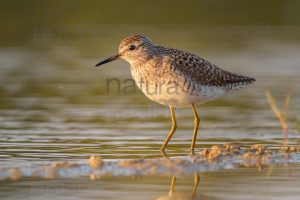 Photos of Wood Sandpiper (Tringa glareola)